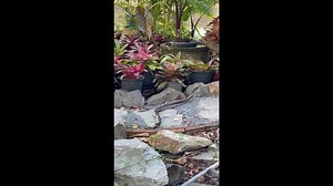 Pair of snakes caught in intimate mating dance in woman's garden