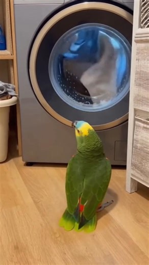 🥈 “POV: your parrot meets the washing machine.” | I Love Parrots