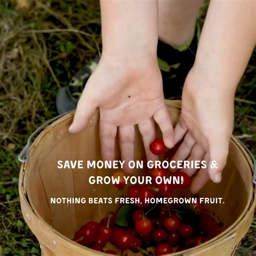 The best kind of tree? One that feeds your family. Save on groceries and enjoy fresh fruit at home. Shop over 500 unique plants today! | Stark Bro's Nurseries