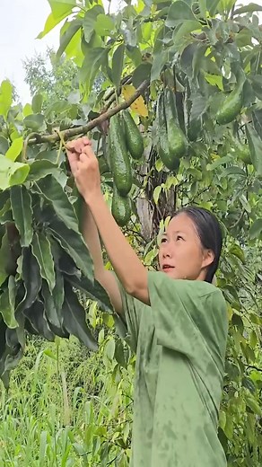 Harvesting avocado #reels #reelsfacebook #poor #singlemom #mother | Harvest fruits