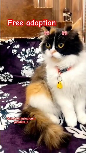 Calico cat available for free adoption looking for a family who can take proper care of this #cat