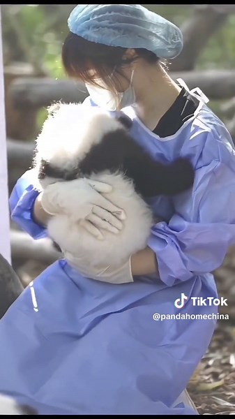 Adorable Baby Panda Crying in Nurse's Arms