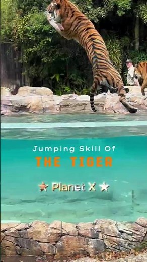 How High Can a Tiger Jump? #shorts #tiger #jump #TigerJump #WildlifePower #AmazingAnimals
