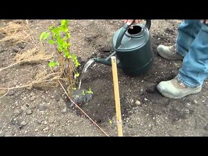 How To Plant A Bareroot Hedge