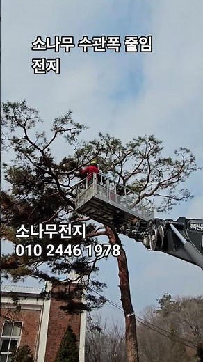 #소나무전지 #조경관리 #전지작업 #스카이작업 #폭설대비전지작업 #특수목전지