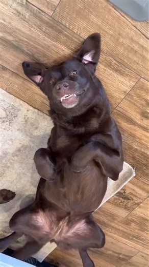 Funny Cute Puppies and Dogs #shorts