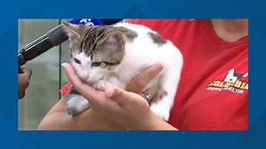 'Cat Cafe' coming to Lancaster, allowing customers to enjoy coffee and interact with adoptable cats