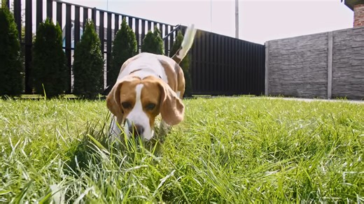 Watch what happens when a dog starts sniffing for a hidden scent