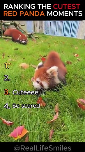 Ranking the CUTEST RED PANDA moments 🥰🐾 #viral #animals