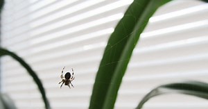 3 astuces pour empêcher les araignées de s’installer chez vous