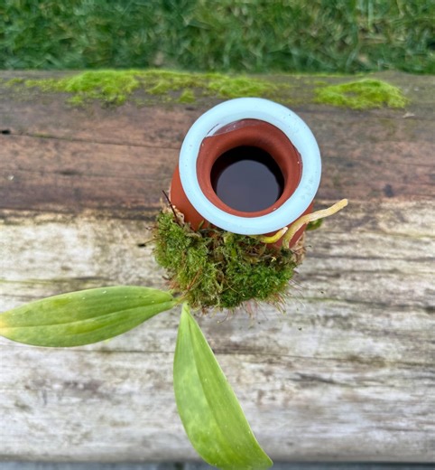 Wabi-sabi Hand-painted Terracotta Olla –vase- Slow-release Watering Vessel for Mounted Orchids. Vase - Etsy