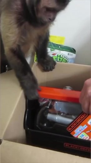 10K views · 892 reactions | Monkey plays with tool box #monkey #fun #playtime #pet | MonkeyBoo | Facebook