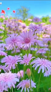 2.5K views · 48 reactions | Beautiful Purple Flowers | Flowers | Facebook