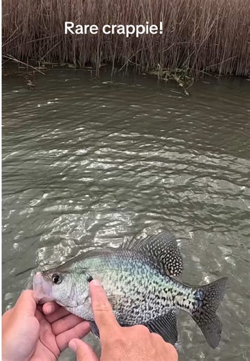 Catch Huge Rare Crappie This Spring!