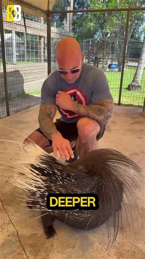 Porcupine Deadly Attack