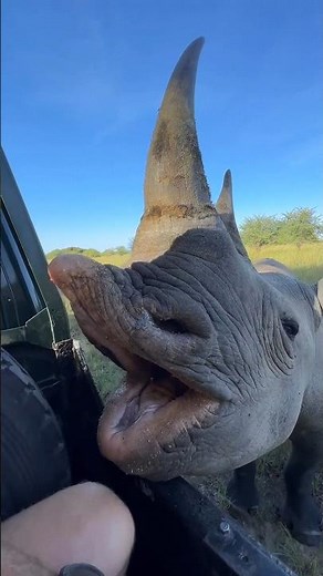 Zoo Glass vs Wild Animals