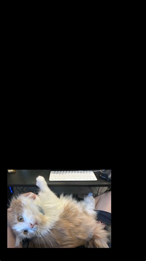 Discord Botで生成されたYouTube Shorts動画