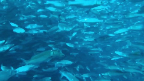 Fish-Farming Startup Casts AI to Make Aquaculture More Efficient, Sustainable