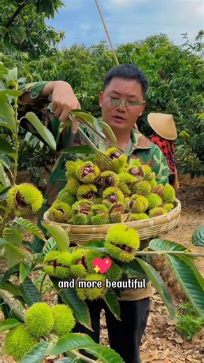 Do you know your garden is missing a Chinese Chestnut Tree | SRK