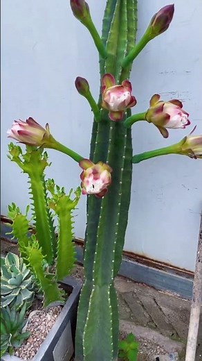 UNBELIEVABLE! Rare Mass Cactus Blooming | Stunning Nature