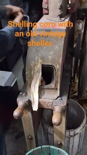Using a vintage corn sheller. #homestead #homesteadinginwisconsin #farmlife #corn #shellingcorn