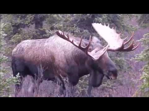 Gigantic Bull Moose