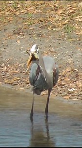 10K views · 47 reactions | Exo Wildlife on Reels | Facebook