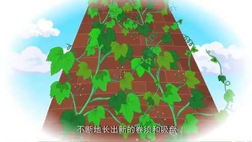 儿童科学馆：你知道爬山虎为什么能爬在墙上爬很高吗？你知道吗？