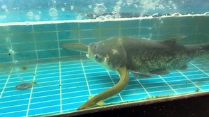 Fish swallows eel, eel exits through gills