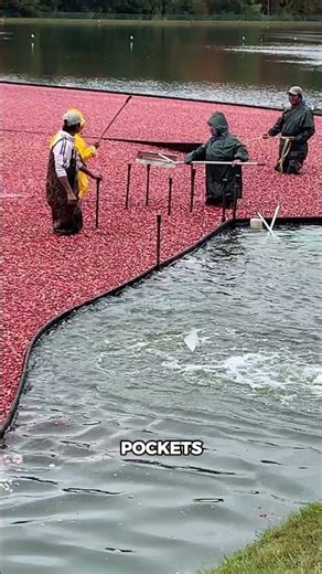 Why Do Farmers Flood Cranberry Fields? Here’s the Amazing Reason!