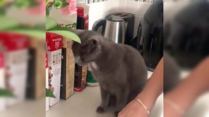 Viral Video: Woman cuts onion in front of cat, watch her hilarious reaction