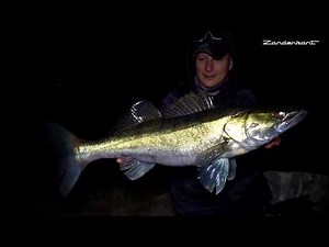Biting time in the river! Cold weather, big zander - [Zander fishing in autumn]