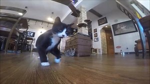 12K views · 673 reactions | On a introduit une Gopro et une souris télécommandé au Chat l'Heureux.... -------------------- We brought a Gopro and a remote control mouse into the cafe | Café Chat l'heureux - cat café Montréal | Facebook