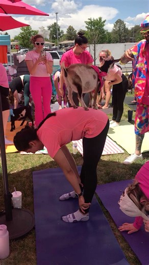 Mini showing off with the back pedestal! Way to go little girl! #GoatYoga, #GoatYogaLove, #YogaWithGoats, #BarnyardZen, #GoatYogaTherapy, #GoatYogaLife, #GoatYogaAdventure, #YogaInNature, #AnimalAssistedYoga, #YogaFun, #FitnessWithGoats, #FarmYoga, #OutdoorYoga, #NaturesGym, #UnconventionalYoga, #FunFitness, #YogaWithAFunTwist, #RockyMountainGoatYoga, #goatflixandchill, #Goatwalkabouts | Rocky Mountain Goat Yoga, LLC