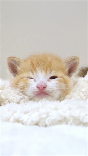 君、いつもより目ぇ小さくない？【赤ちゃん猫 保護猫】 #gatto #kitten #子ネコ #meow #好きな子猫 #子猫 #cat #エウレカねこ部 #cute