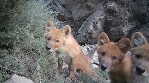 Infrared cameras at Dulan Lake National Wetland Park in China's Qinghai Province have captured rare footage of dholes, the area's top predator. Dholes are a national first-class protected species in China. The video shows an alert and agile adult dhole and its pups emerging from a den into the spring wilderness. Also known as the Asiatic wild dog, the dhole plays a crucial role in maintaining ecological balance. #ChinaBiodiversity #PlanetMatters | CGTN Global Watch