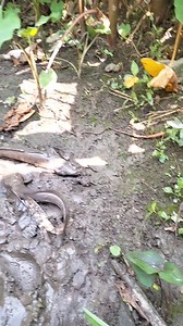 Amazing Fishing by Hand | Alow