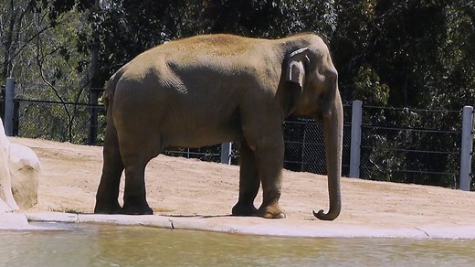 Should we close our zoos?