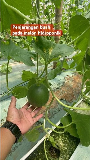 Penjarangan buah pada melon hidroponik #farming