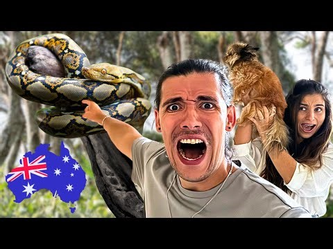 Brits Meet Their FIRST Python in Australia! 🐍🇦🇺