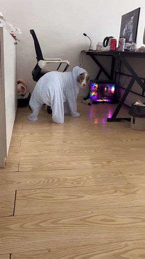 Dog's First Time Wearing Clothes: A Cute Adventure