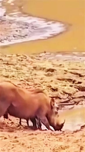 Discover the Wonderful Sounds of Animals in Nature