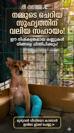 The synonym of innocence 🥹❤️❤️❤️ | #shortvideo #doglove