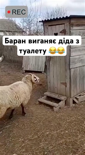 Баран виганяє діда з туалету😂😂😂 #відеодня #українськийконтент #українськийблогер #funny