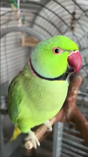 Screaming, Talking Indian Ringneck parrot. Bird noises.