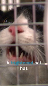 805K views · 10K reactions | The most dangerous cat at the Bondi Vet  #cat #bondivet | Bondi Vet | Facebook