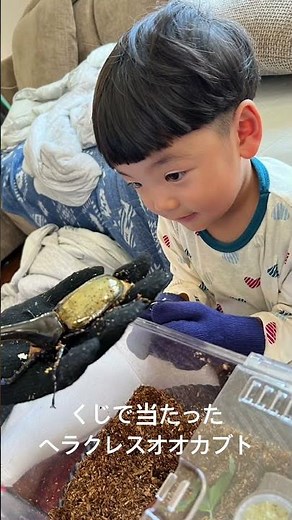 くじで当たったヘラクレスオオカブト。飼い方教えてください！！ おがくずからとりあえずクヌギマットに移しました！でも狭そう！#カブトムシ #くじ #クワガタ #ヘラクレスオオカブト #夏休み
