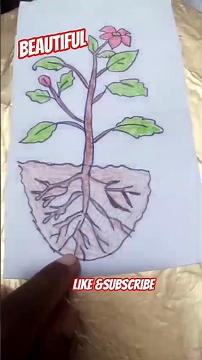 Beautiful Flower Plant Drawing with Roots | Art Tutorial #art #flowers #flowerplants #roots #howto