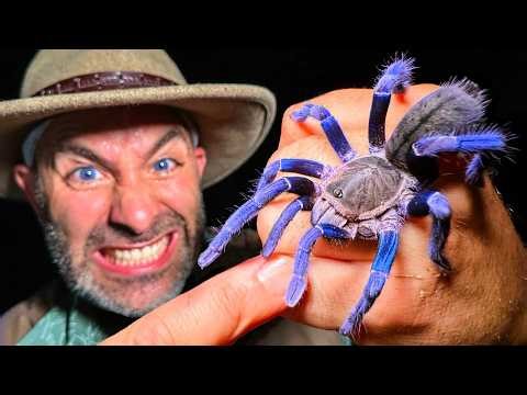 Stung twice by a venomous blue tarantula | Brave Wilderness Spanish