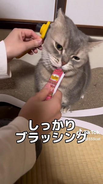 日常使いできる猫の毛ブラシを試してみました ブラッシング方法やココス猫の毛取りを解説